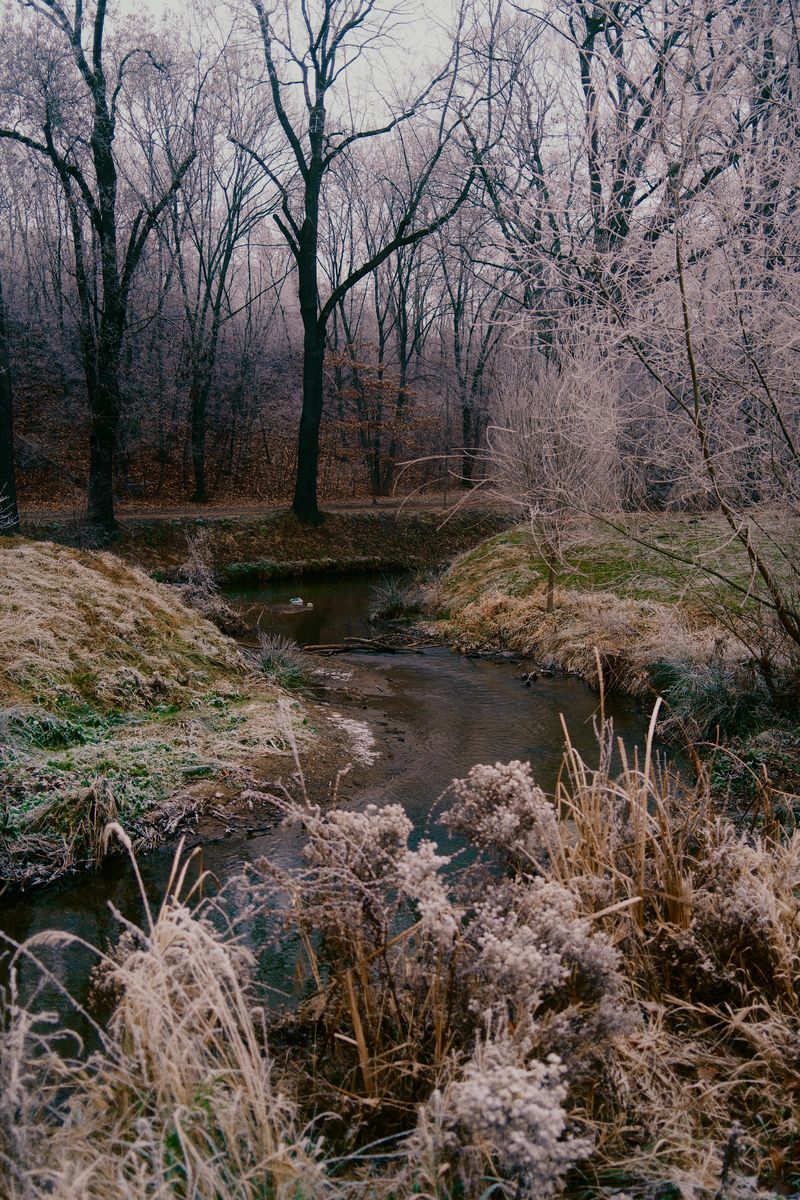 Frosted trees along a winter stream