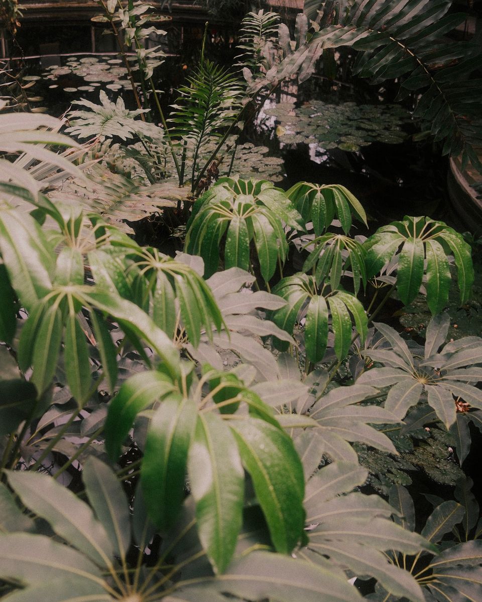 Tropical leaves in a greenhouse