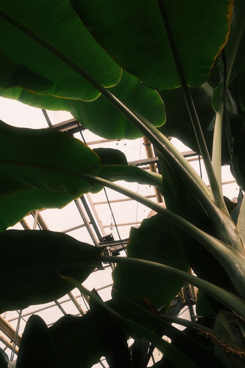 Large leaves against greenhouse glass