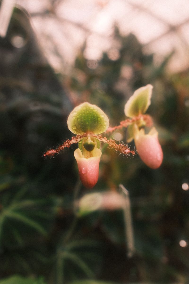 Slipper orchids