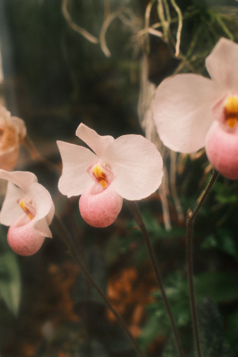 Pink orchids
