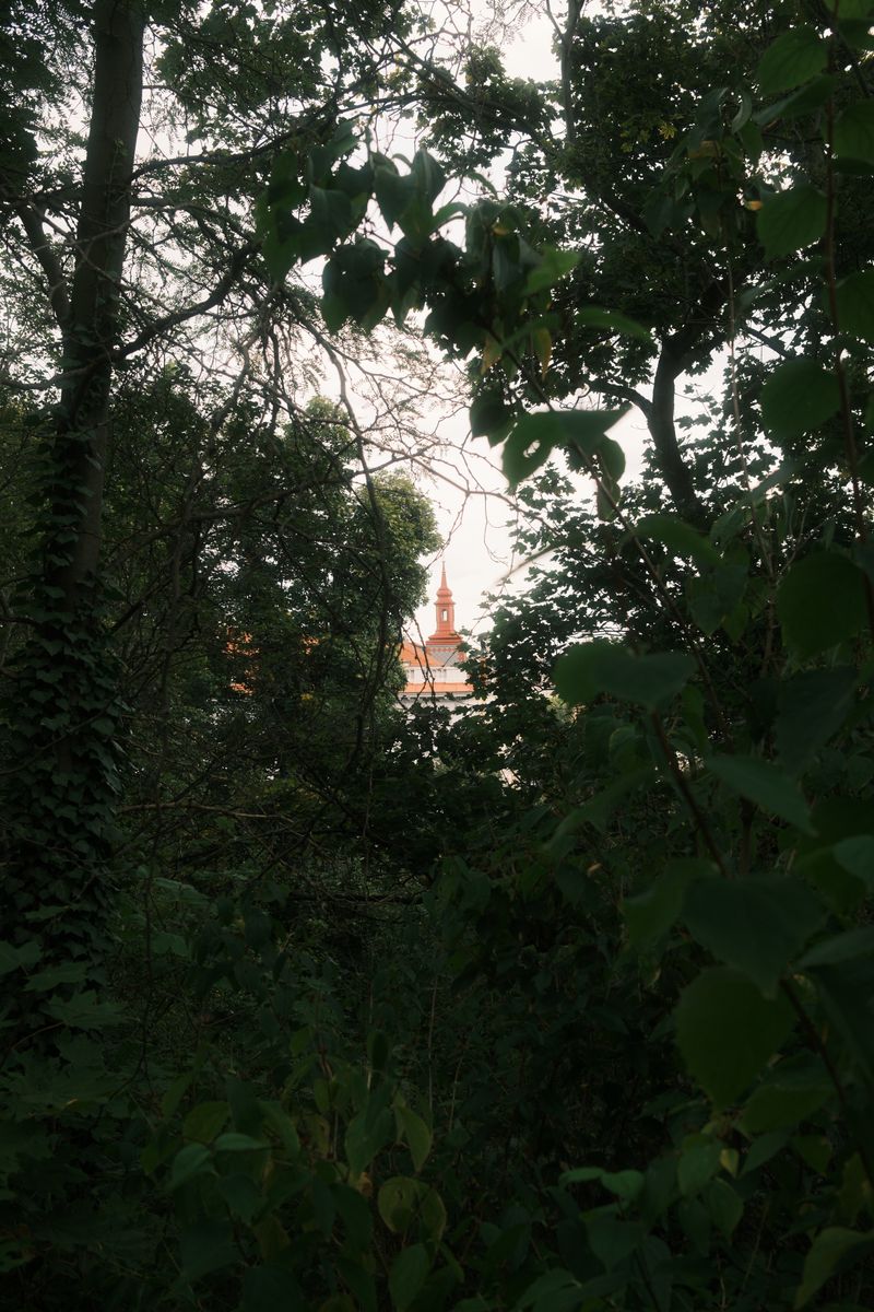 Dense trees with a distant spire